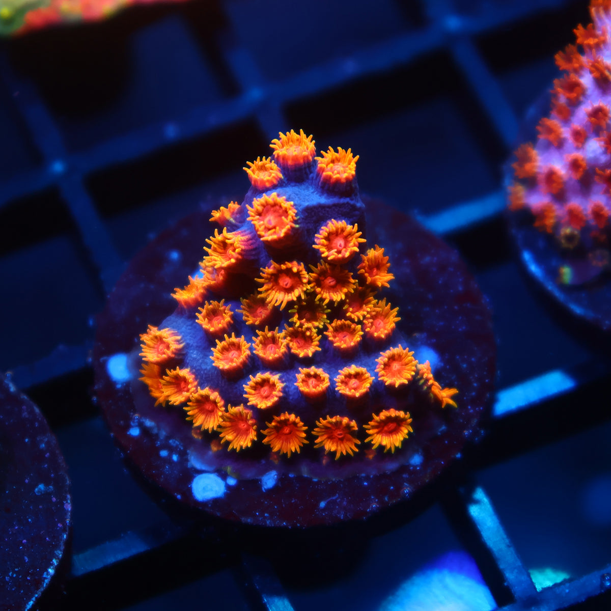 WWC Bizarro Cyphastrea