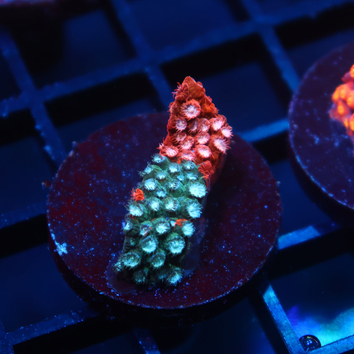 JF Fender Bender Cyphastrea