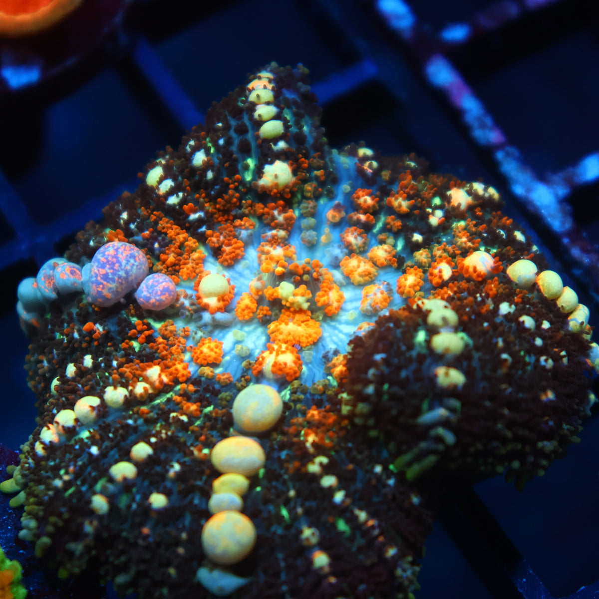 TCK Powerball Bounce Mushroom