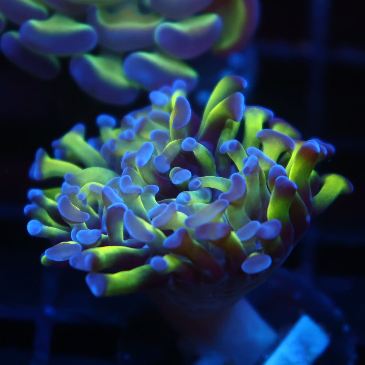 TCK Branching Purple Tips Hammer