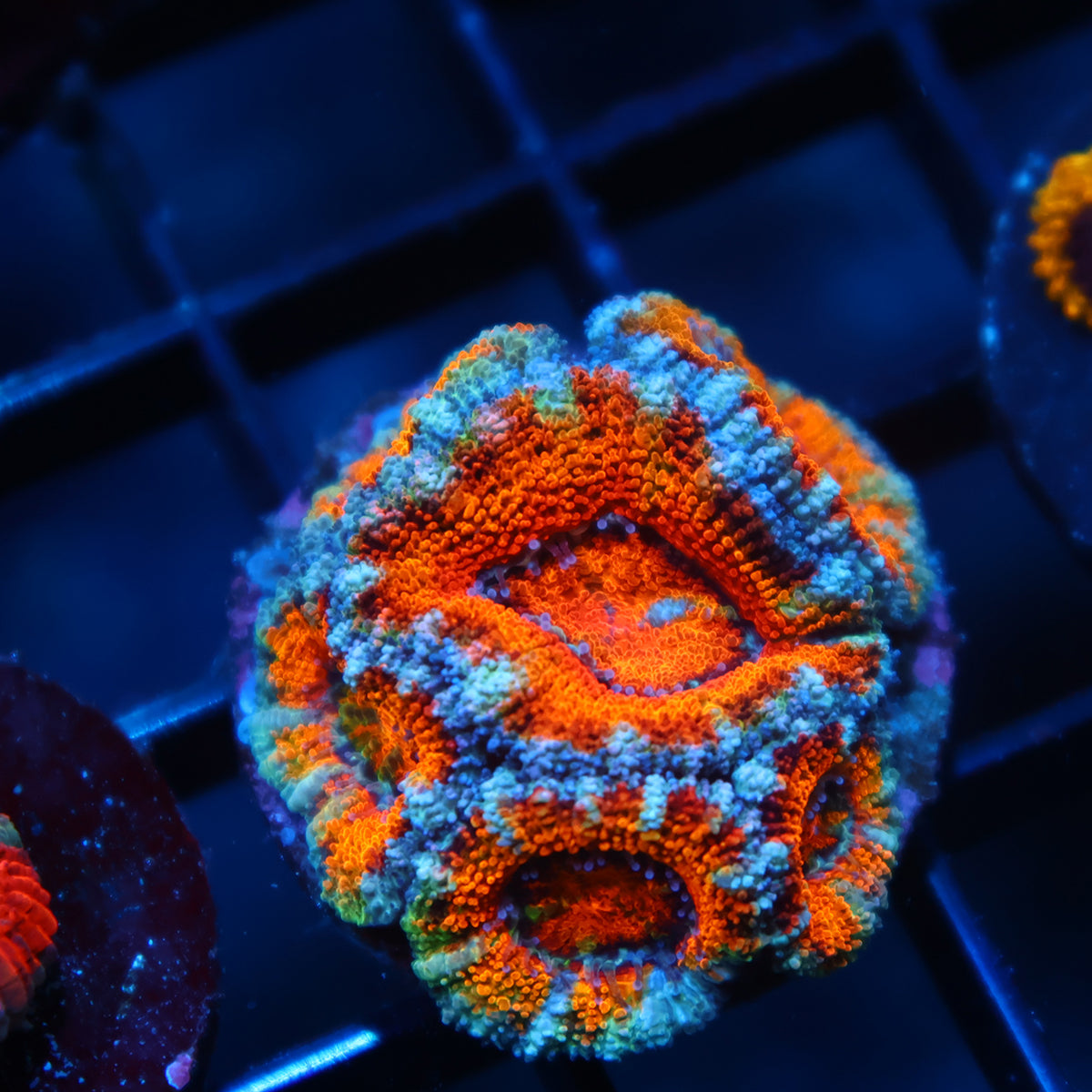 Lg TCK Awesome Orange Acan Lord
