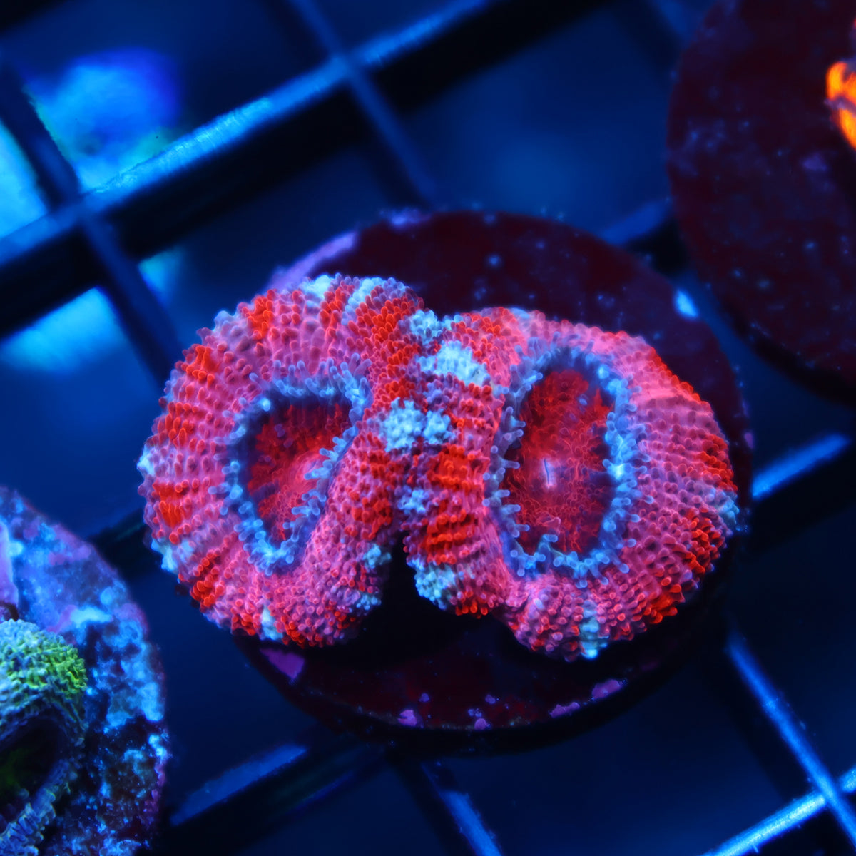 TCK Pink Acan Lord