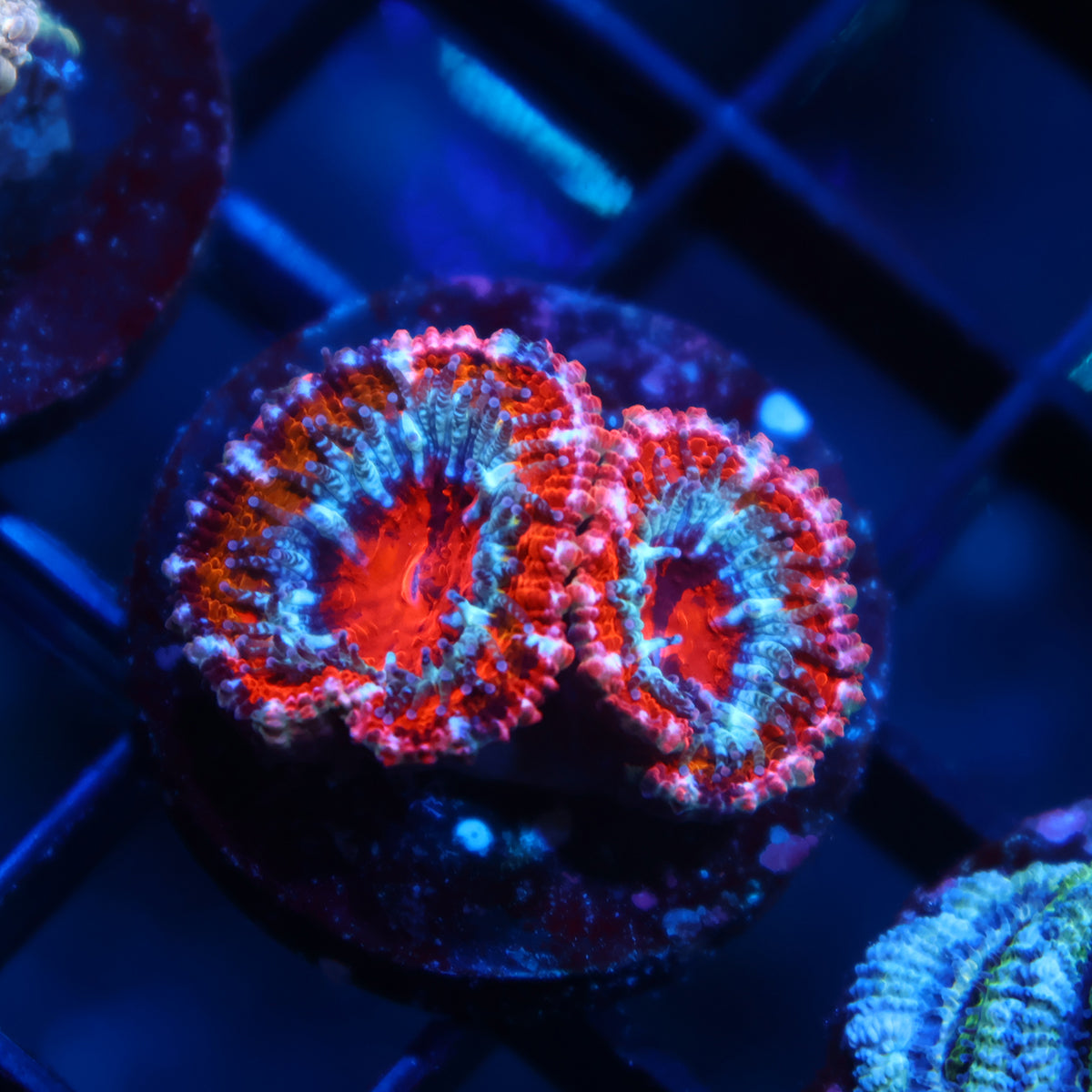 TCK Grafted Acan Lord