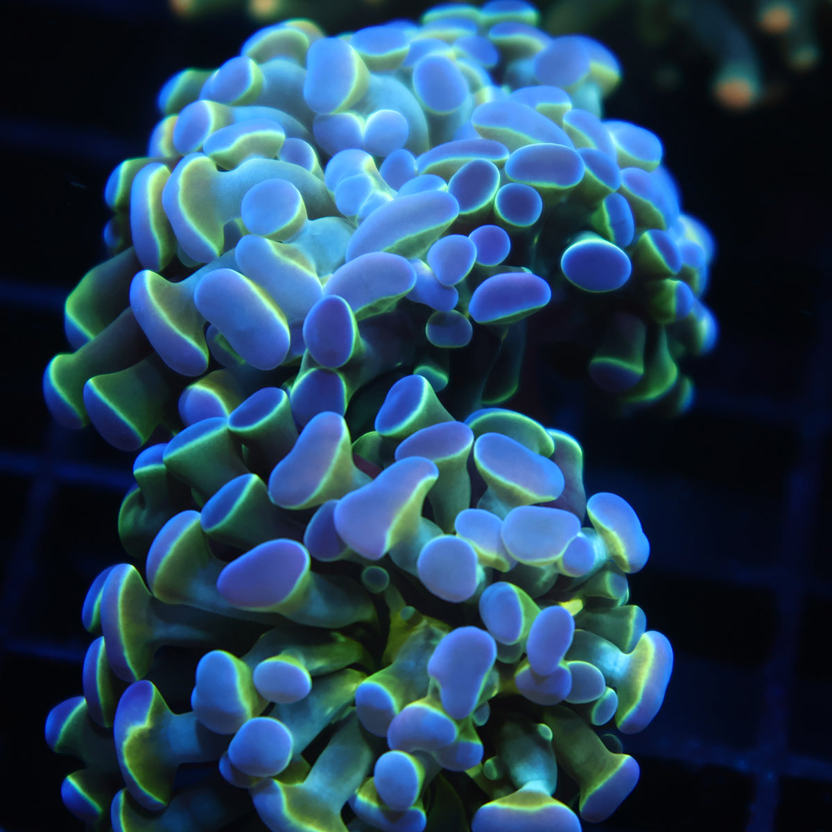 TCK Branching Purple Tips Hammer