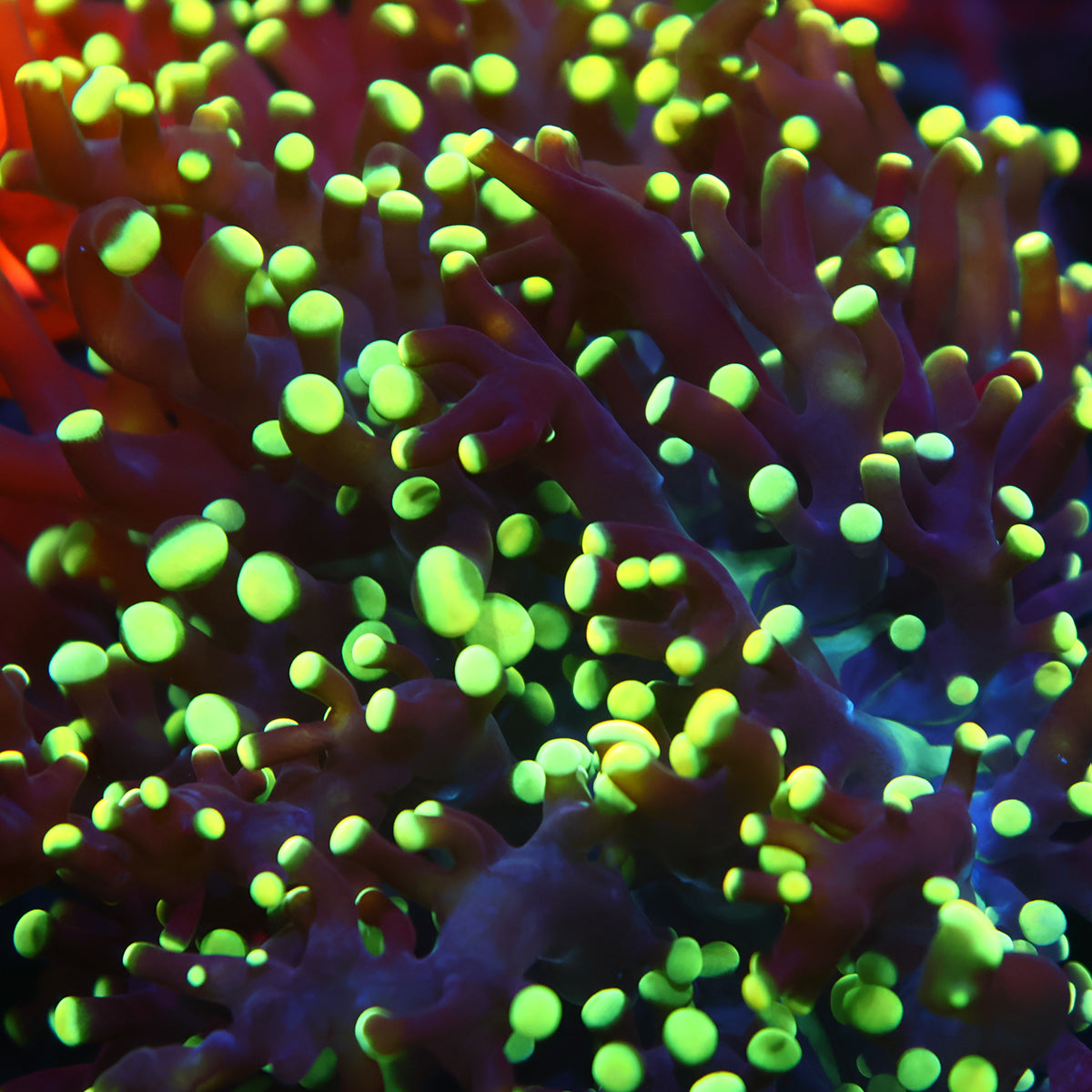 TCK Branching Yellow Tip Octospawn