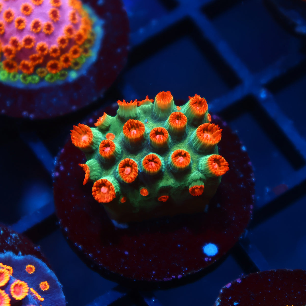 WWC Jingle Bells Cyphastrea