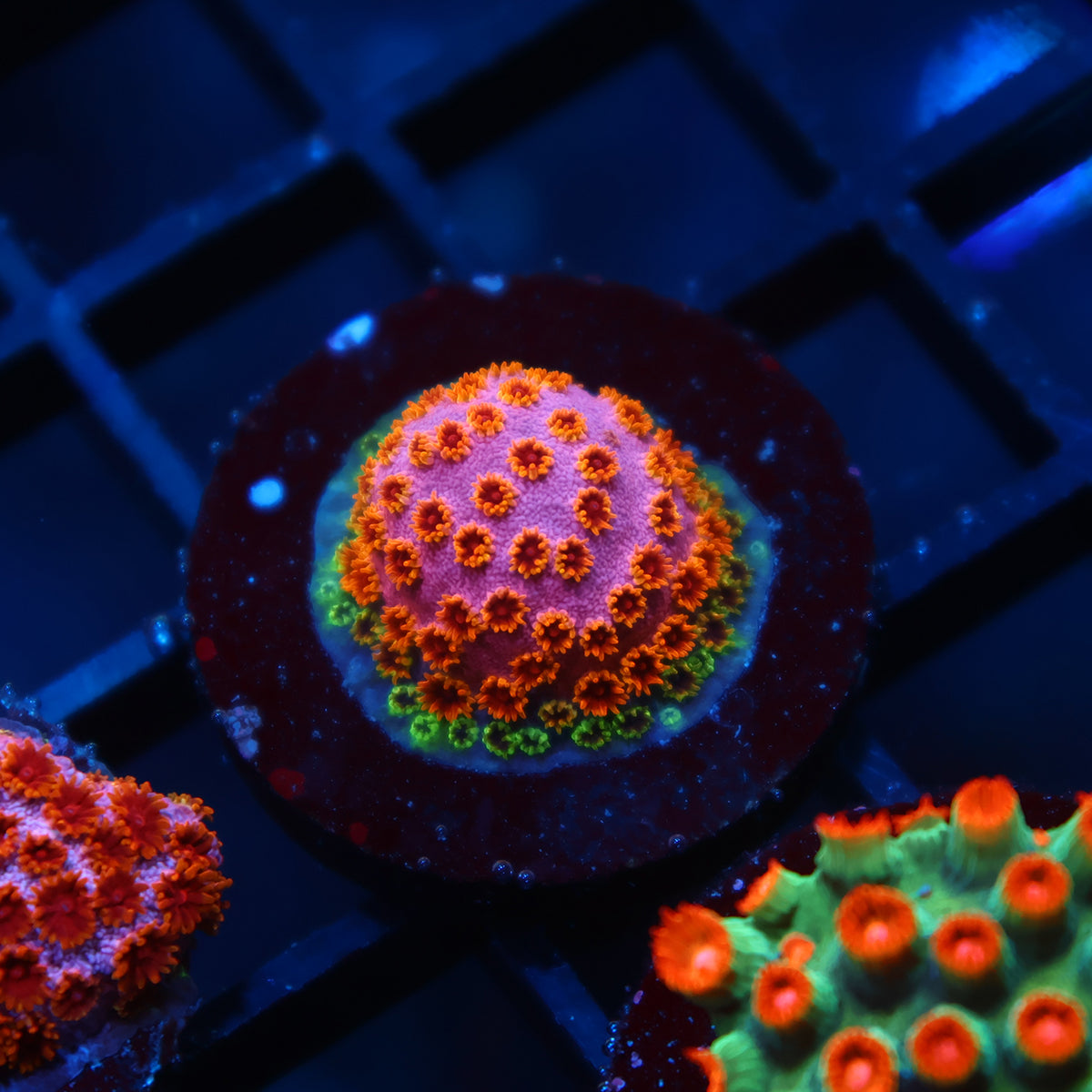 Skittles Bomb Cyphastrea