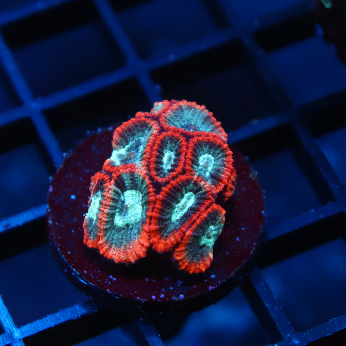 TCK Peach and Teal Favia