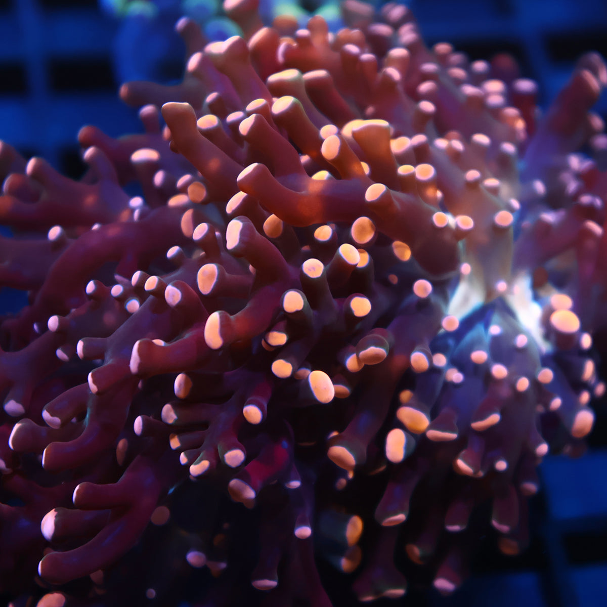 TCK Branching Peach Frogspawn