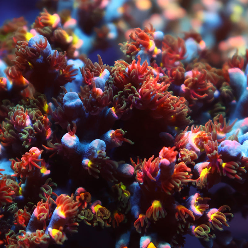 TCK Hot Tamale Speciosa 2