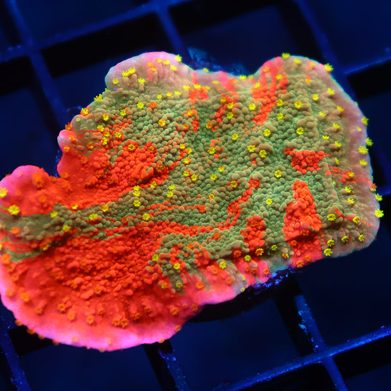 WWC Grafted Sunfire Cap