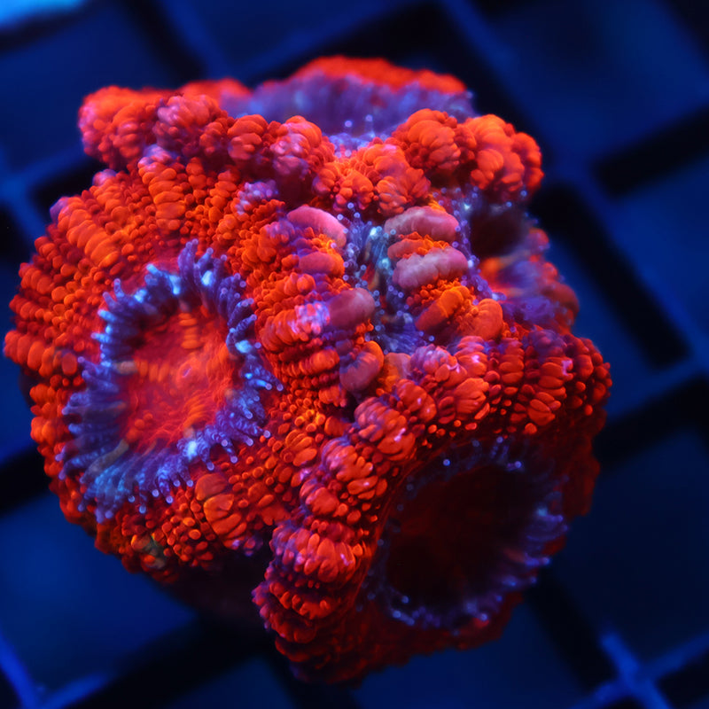 TCK Fluffy Acan