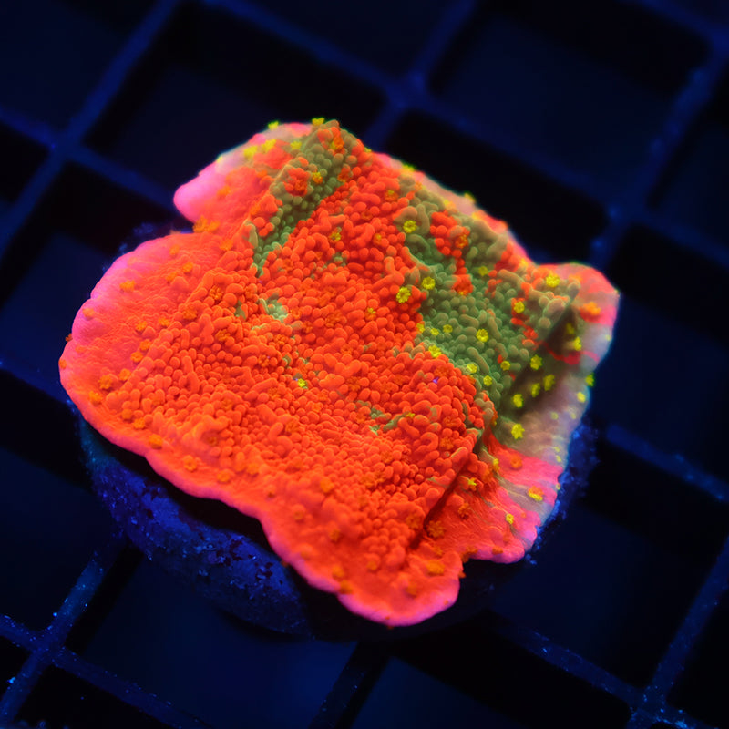 WWC Grafted Sunfire Cap