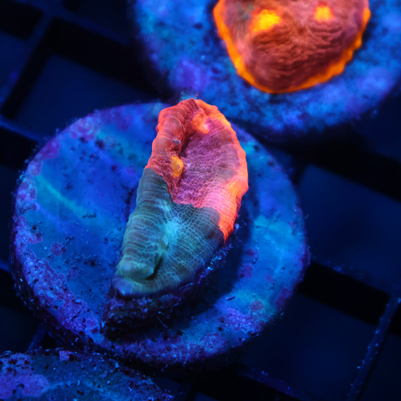 TCK Rainbow Sunrise Chalice