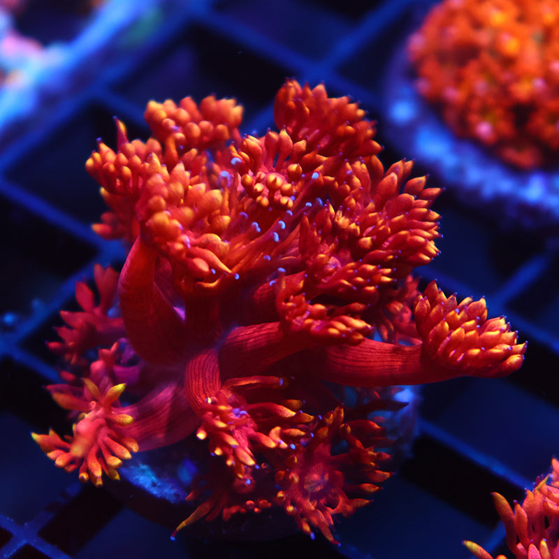 TCK Insane Flame Tips Goni