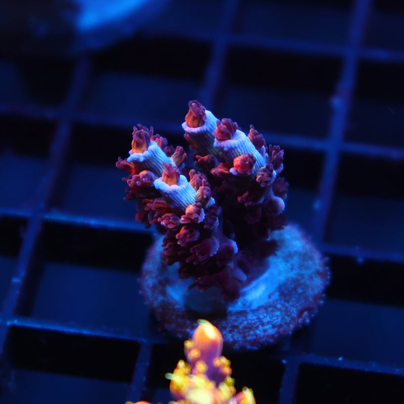 TCK Firestarter Tenuis