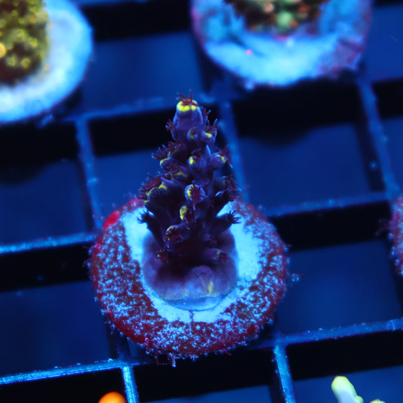 TCK Ultimate Exquisita