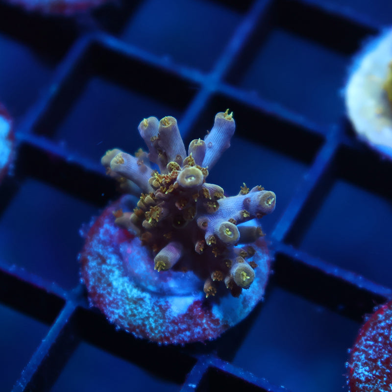 TCK Green and Teal Acro