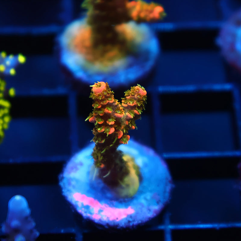 JF Solar Flare Milli