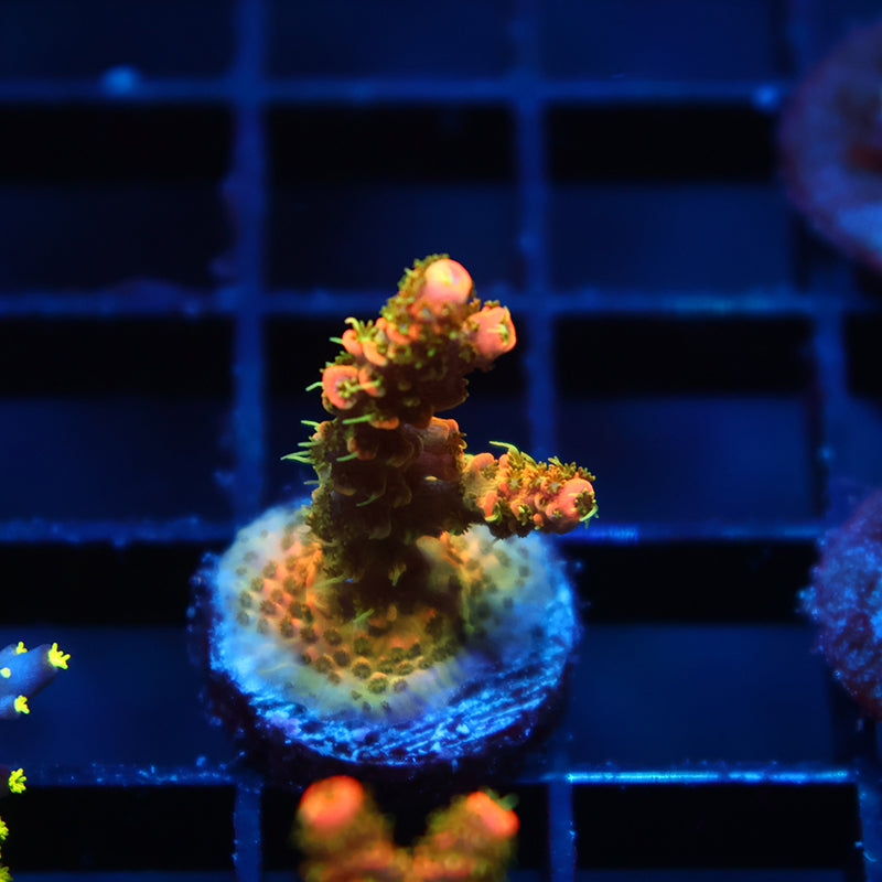 JF Solar Flare Milli