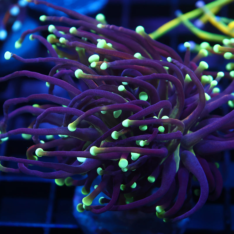 TCK Yellow Tip Indo Gold Torch