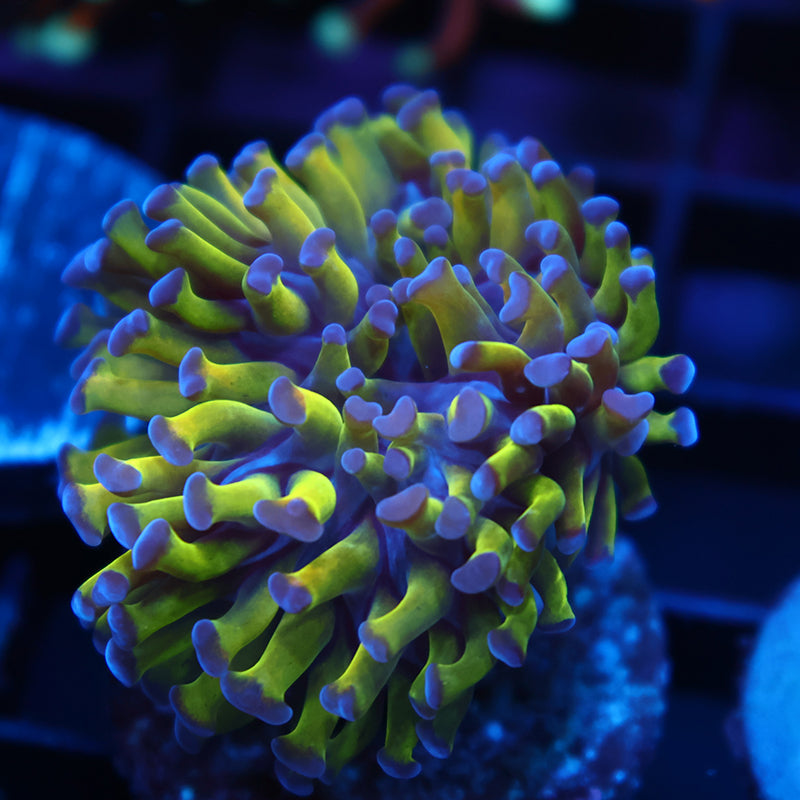 TCK Green and Purple Branch Hammer