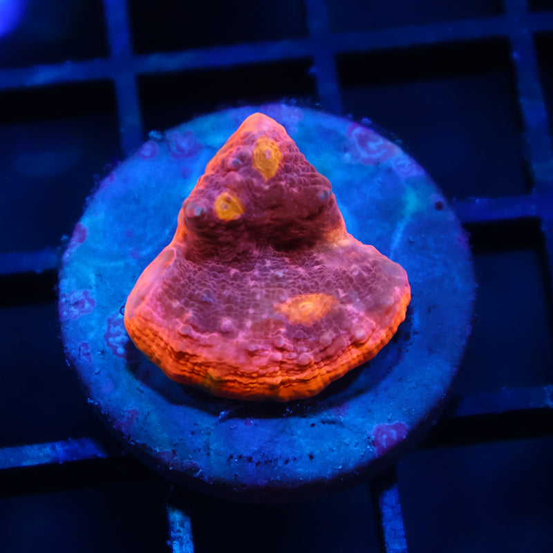 TCK Sunrise Rim Chalice