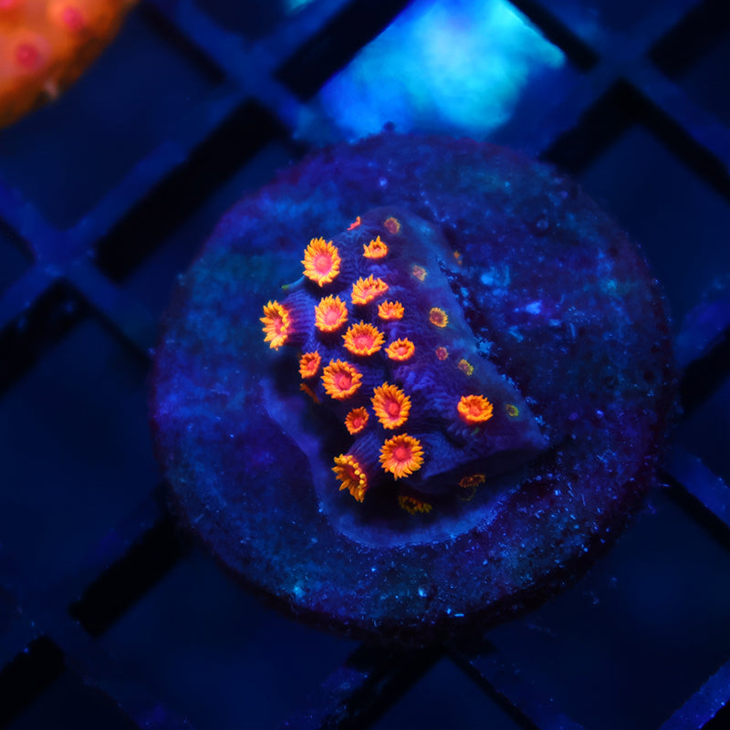 WWC Bizarro Cyphastrea