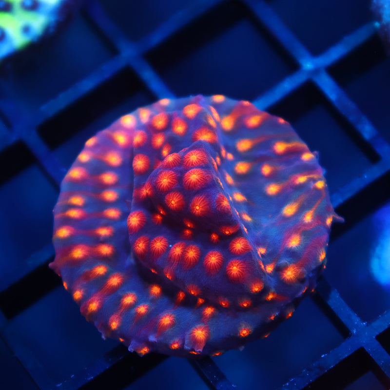 ARC Monet's Madness Cyphastrea