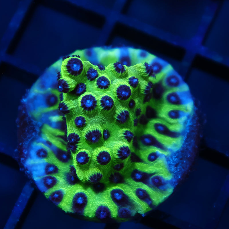 JF Purple People Eater Cyphastrea