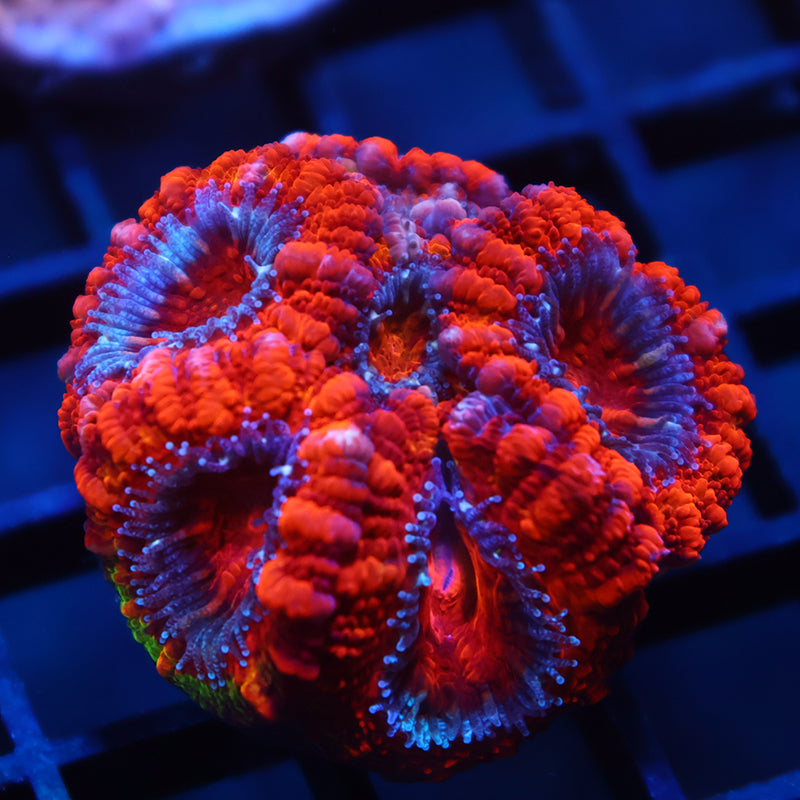 TCK Fluffy Acan
