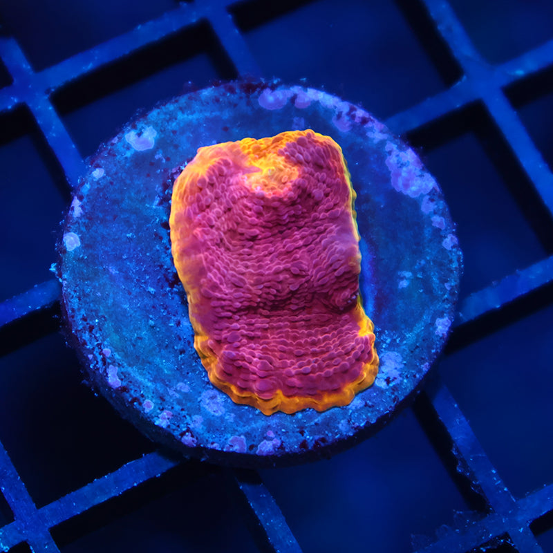 TCK Pink Rainbow Chalice