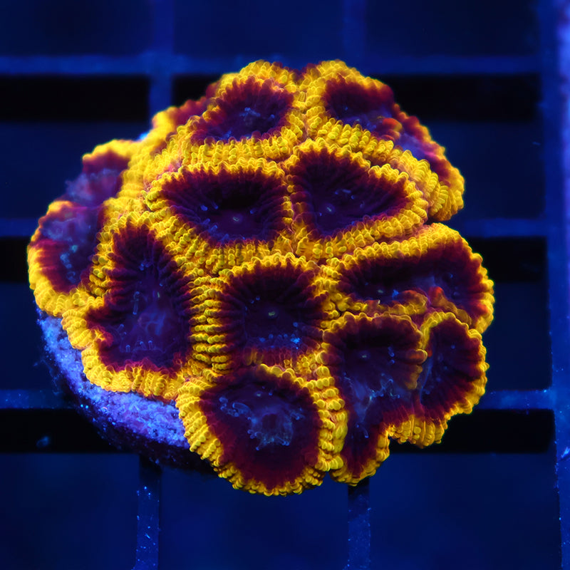 Lg TCK Wolverine Favia