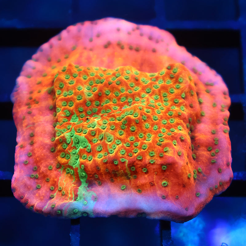 TCK Grafted WWC Cherry Tree Monti