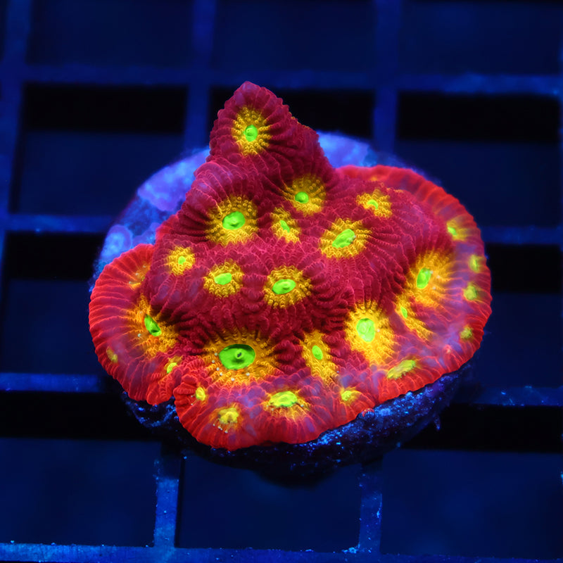 TCK Fire Eye Favites