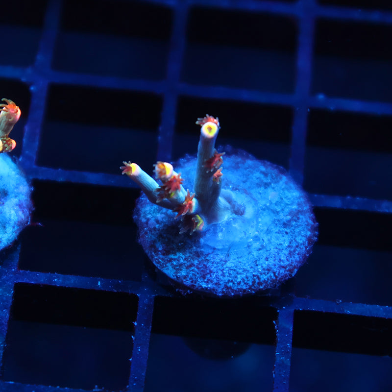 TCK Rainbow Unicorn Speciosa