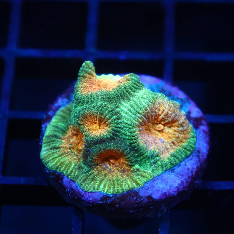 TCK Pot-O-Gold Favia