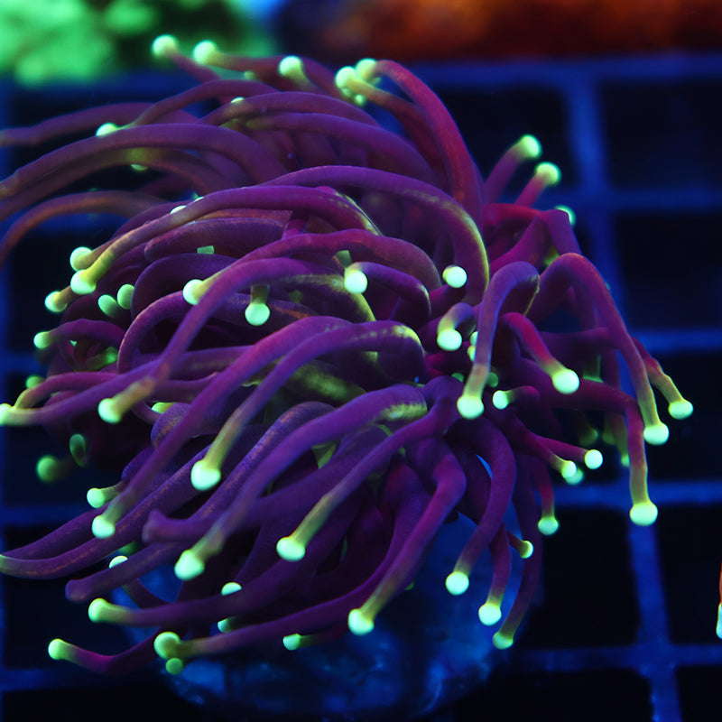 TCK Yellow Tip Indo Gold Torch