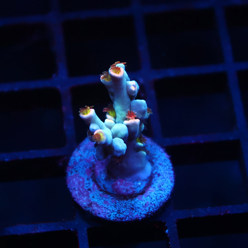 TCK Rainbow Unicorn Speciosa