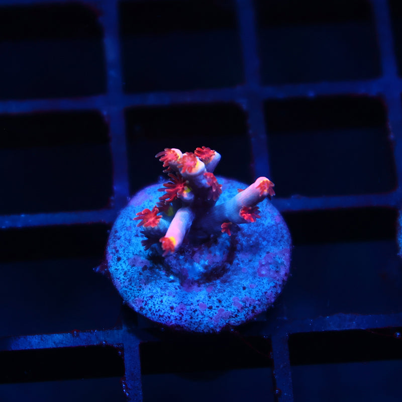 TCK Hot Tamale Speciosa