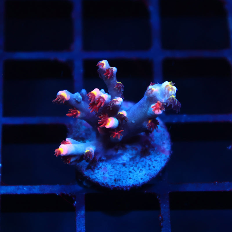 TCK Hyperdrive Speciosa