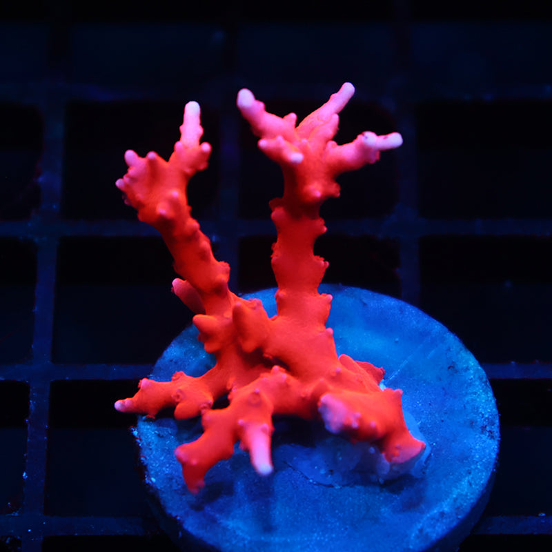 Lg JF TNT Anacropora