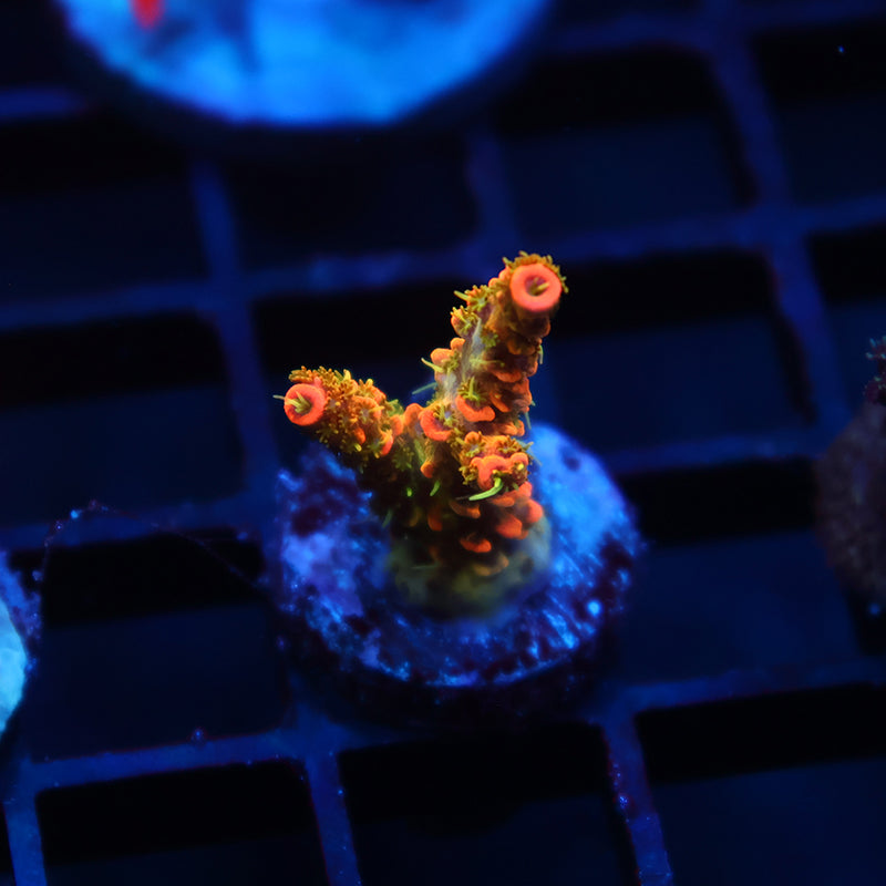 JF Solar Flare Milli