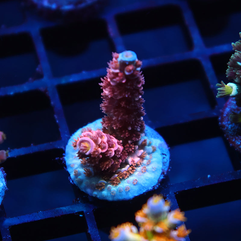 TCK Ultimate Passion