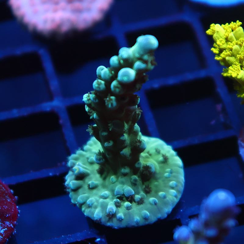 TCK Yellow Tips Austera