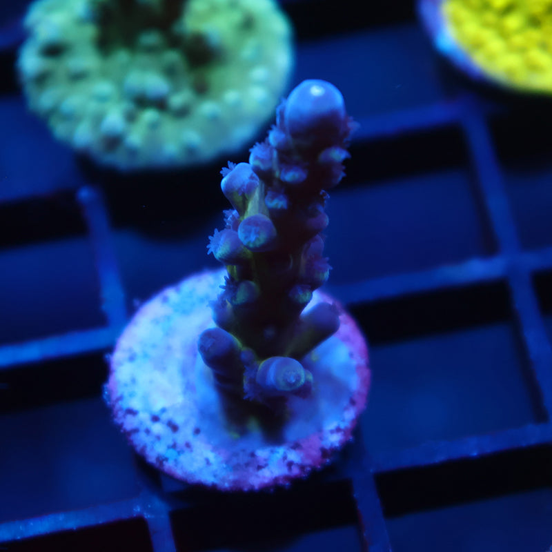 OG Cali Tort