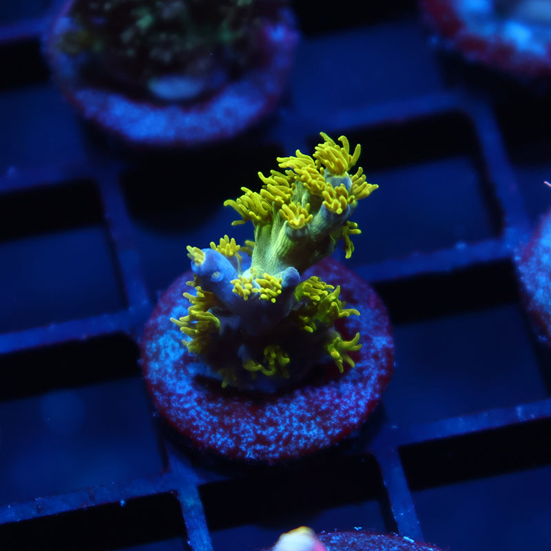 RRC Marvin the Martian