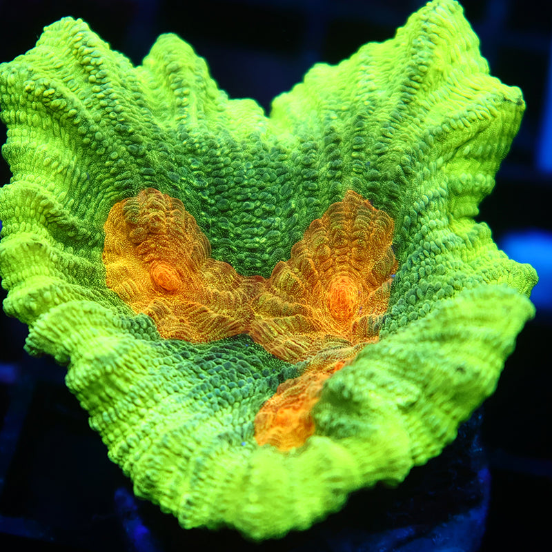 Space Invader Pectinia