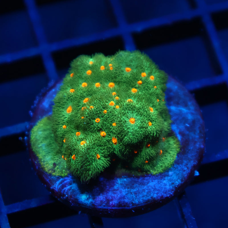 Harvest Moon Psammocora