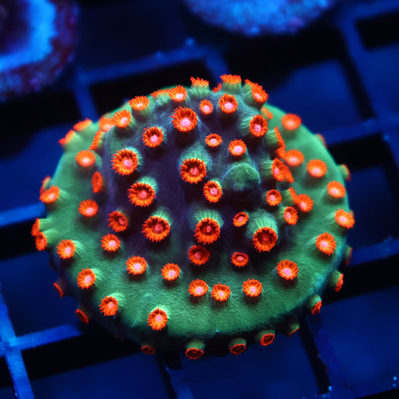 WWC Jingle Bells Cyphastrea